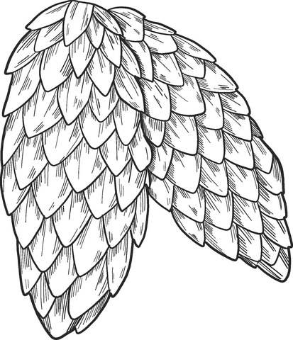 Pine Cones Coloring Page